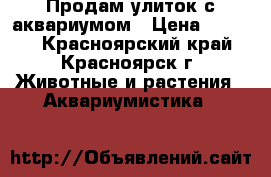 Продам улиток с аквариумом › Цена ­ 1 200 - Красноярский край, Красноярск г. Животные и растения » Аквариумистика   